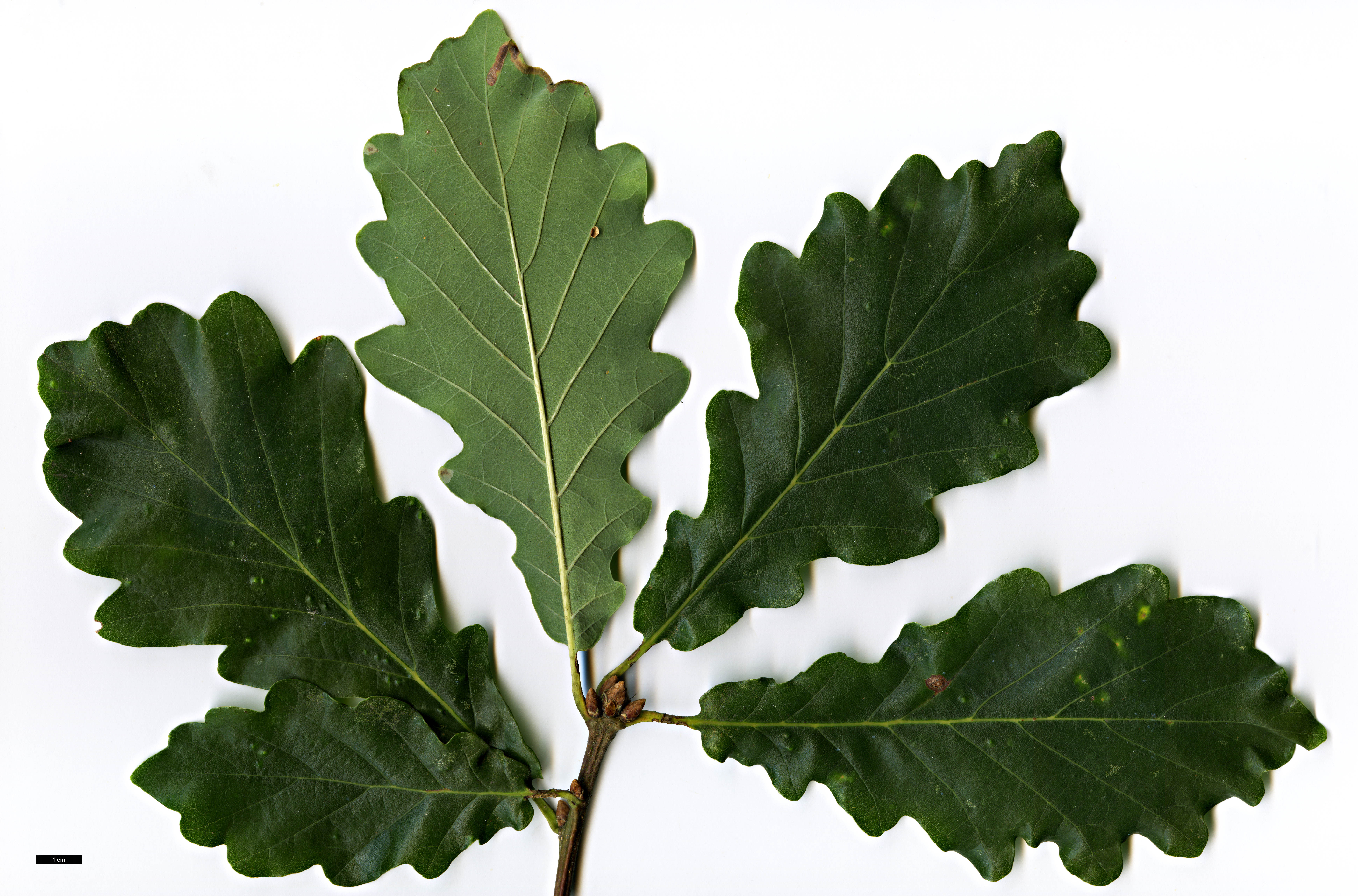 High resolution image: Family: Fagaceae - Genus: Quercus - Taxon: robur × Q. ×vilmoriniana